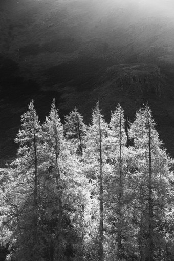 结霜的野生松树摄影图