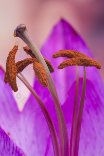 花瓣雄蕊花粉摄影图