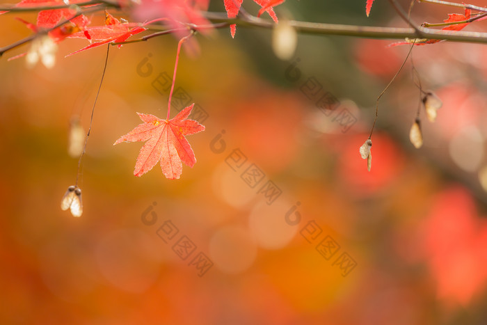 秋天树上的枫叶摄影图