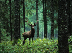 树林里的小鹿摄影图