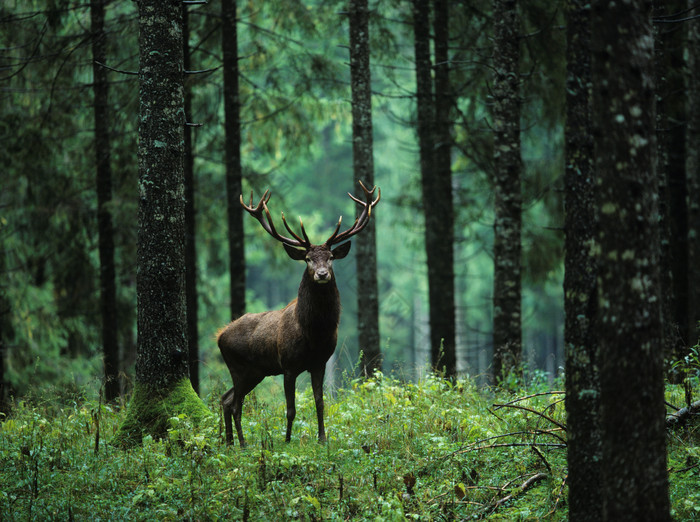树林里的小鹿摄影图