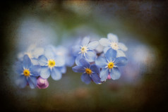 深色漂亮蓝花摄影图