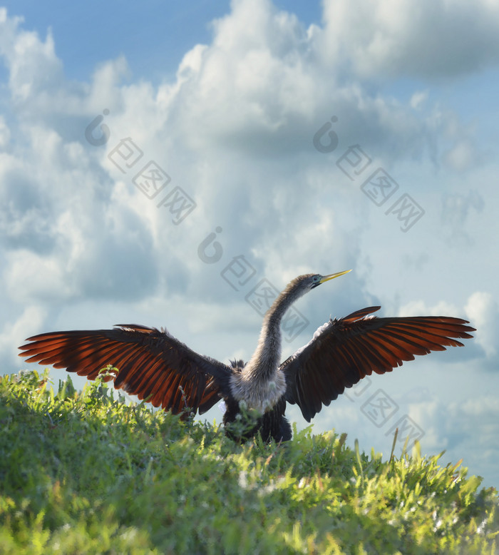 草地上展翅的飞鸟