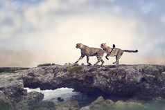 两只奔跑的豹子摄影图