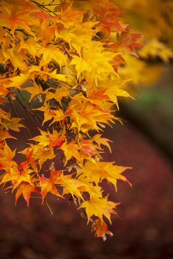 漂亮的黄色枫叶摄影图