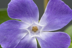 紫色花朵花瓣植物