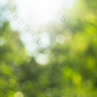 绿植植物模糊背景