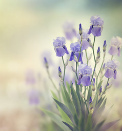 蓝色花朵枝条摄影图