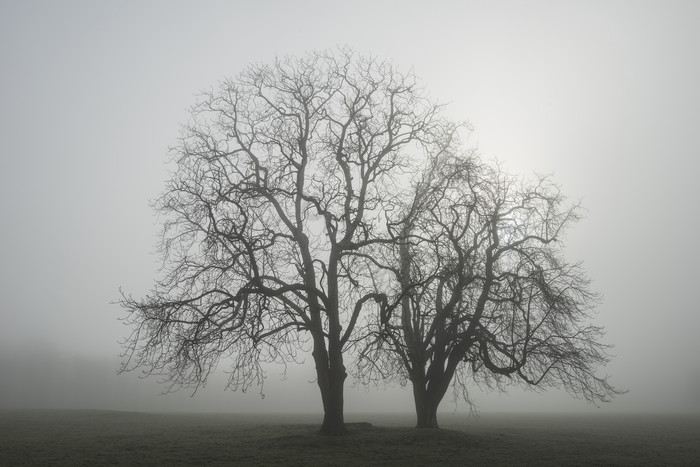 清晨树木雾霾摄影图