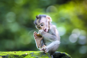 玩耍的小猴子摄影图