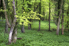 绿色林中的景色摄影图