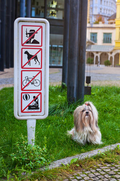 警示牌边的宠物狗
