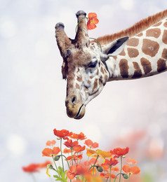 小清新花上的长颈鹿摄影图
