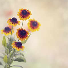 大自然黄雏菊摄影图
