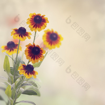 大自然黄雏菊摄影图