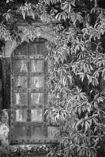 门边的树枝藤蔓摄影图