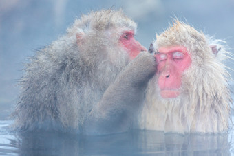 <strong>泡温泉</strong>的猴子摄影图