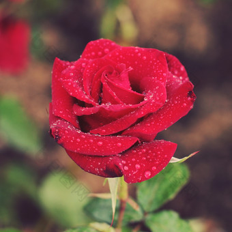 红玫瑰花朵上的露水