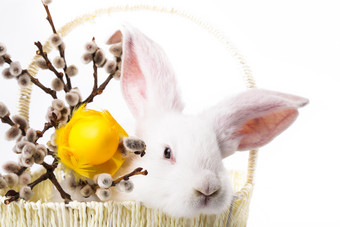 篮子里的小白兔摄影图