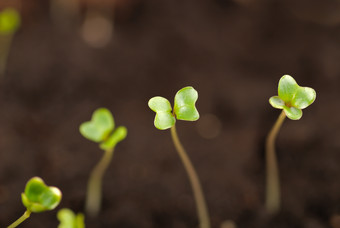 土壤中的<strong>幼苗</strong>植物