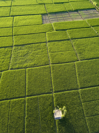 绿色调<strong>现代化</strong>农业摄影图