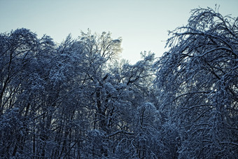 蓝色调冬天的树林摄影图