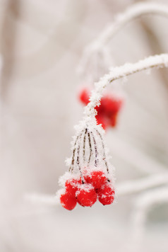 附着霜雪的红色浆果