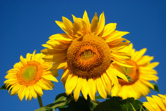 蓝天下的太阳花摄影图