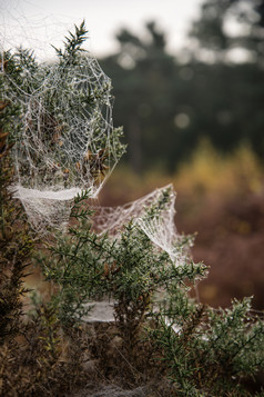 暗色调树上的蜘蛛网摄影图