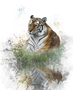 简约水中的老虎摄影图