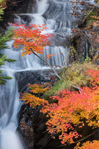 秋季枫树山间瀑布