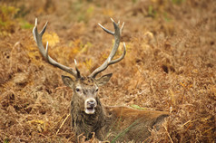 暗色草地中的一头鹿摄影图