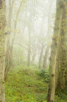 朦胧风格漂亮的树林中摄影图