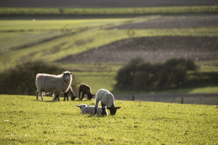 牧场上吃草的羊群