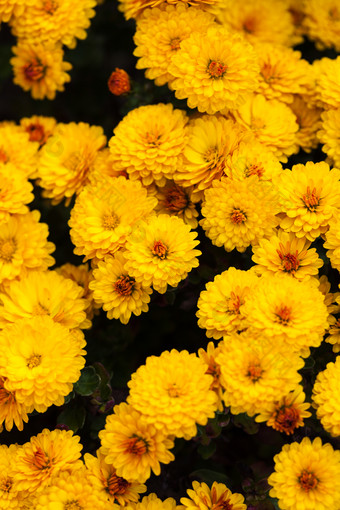 清新风黄色的花朵摄影图
