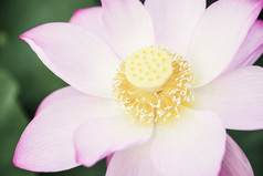 粉色荷花花朵摄影图