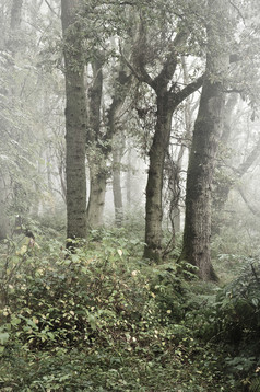 暗色调漂亮的树林中摄影图