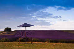 紫色花田边的遮阳伞