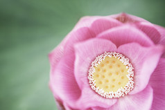 粉色荷花花卉摄影图