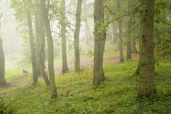 绿色调漂亮的树林中摄影图