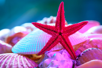 海星贝壳装饰品摄影图