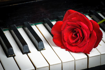 钢琴上的玫瑰摄影图