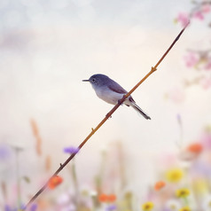 树枝上的蓝色小鸟摄影图
