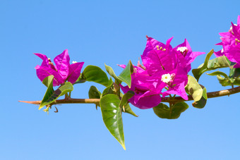 花<strong>植物</strong>季节摄影风景盛开的花旅游大自然