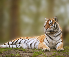 简约风格趴着的一只老虎摄影图