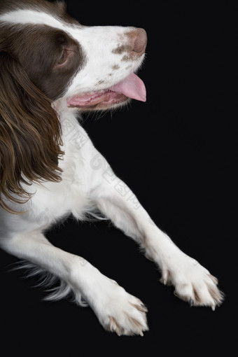 施普林格西班牙犬趴着伸舌头