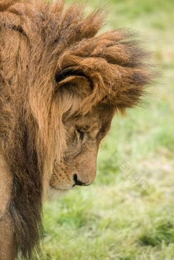 食肉动物狮子摄影图