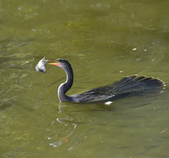 河水吃鱼的小鸟摄影图