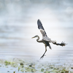 河水上飞翔的小鸟