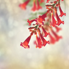 红色小喇叭花花朵
